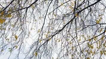 autunno albero. magro rami modello con cielo su sfondo. natura immagine. foto