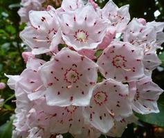 montagna alloro, kalmia latifolia foto