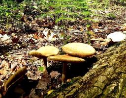 primavera berretto da campo, agrocybe precox fungo foto