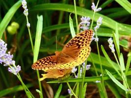 grande lustrato fritillary farfalla su lavanda foto