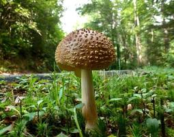 amanita rubescens fungo nel nord carolina boschi foto