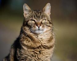 un adulto strada gatto è rilassante nel natura su un' soleggiato giorno foto