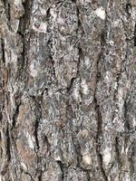 pino, Cracked abbaiare di un vecchio albero, struttura, astratto sfondo foto