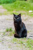 bellissimo nero gatto con verde occhi foto