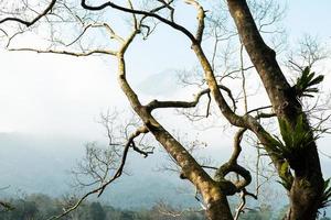 immagine di alberi nel il foresta foto