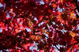 foglie di acero rosso su un albero in una foresta foto
