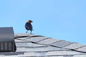 dai capelli castani maschio cowbird sondaggi il terra a partire dal un' tetto foto