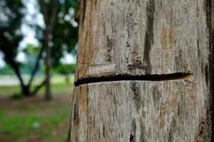 vicino su sega marcatura su albero per taglio. foto