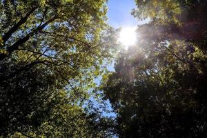 lussureggiante vegetazione forestale foto