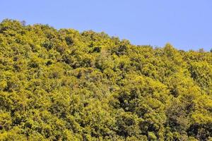 lussureggiante vegetazione forestale foto