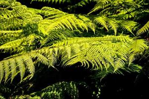 lussureggiante vegetazione forestale foto