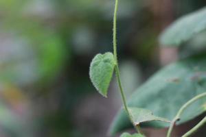 un' vicino su di il verde erba gelatina pianta foto