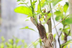 un' vicino su di il moringa albero pianta foto