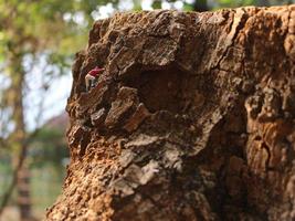 miniatura figura di un' scalatore arrampicata un' ripido collina. foto