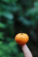 un' vicino su di mini agrume frutta posto su polpastrelli con alberi nel il sfondo. frutta foto concetto.