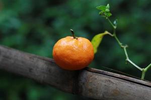 un' vicino su di mini agrume frutta posto su bambù bastoni con alberi nel il sfondo. frutta foto concetto.