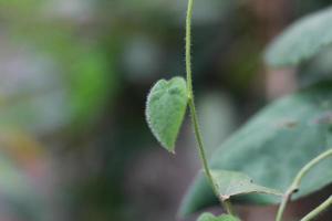 un' vicino su di il verde erba gelatina pianta foto