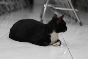 foto di un' nero gatto espressione con un' po di bianca su alcuni parti di suo corpo.