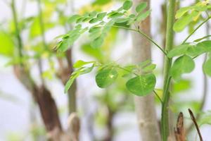 un' vicino su di il moringa albero pianta foto