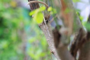 un' vicino su di il moringa albero pianta foto