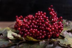 bacche di viburno rosso foto