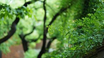 il strada Visualizza con il verde alberi lungo il tutti e due lati nel shanghai nel estate foto