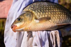 fresco pesce su stoffa foto