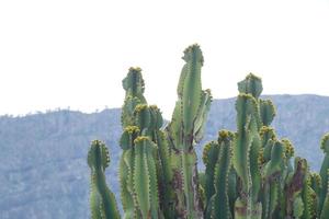 fauna e flora di il isola di nonna canaria nel il atlantico oceano foto