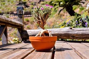 in vaso Bonsai albero foto