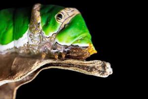 verde bruco farfalla con vecchio foglia su nero sfondo . foto