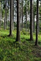 alti alberi di abete rosso foto