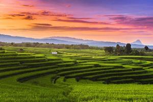 bellissimo mattina Visualizza Indonesia. panorama paesaggio risaia i campi con bellezza colore e cielo naturale leggero