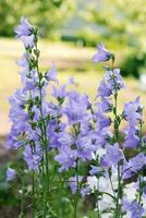 bellissimo lilla fiori campanule nel il estate giardino foto