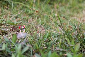 viaggiatori in miniatura con zaini in piedi e camminando in un prato foto