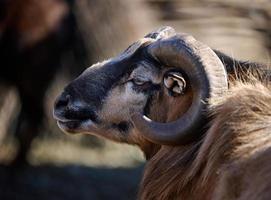 ritratto di un' ariete, artiodattilo animale nel natura foto