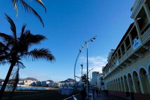 palma alberi nel il canarino isole foto