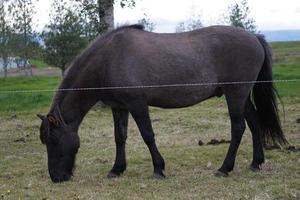 Marrone cavallo su pascolo mangiare erba - lato Visualizza foto