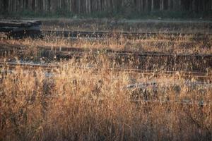 asciutto erba campo di spazzato dal vento, selvaggio erbe nel estate, vicino su di lungo erba, lato Visualizza. foto