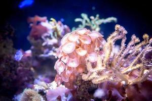 corallo scogliera nel acquario foto