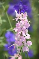 bella leggero rosa delfinio fiori fioritura e fiore foto