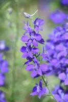 giardino con bella viola larkspur fiori nel il estate foto