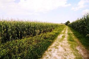 Visualizza di il campo foto