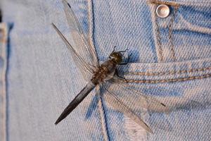 libellula su jeans foto