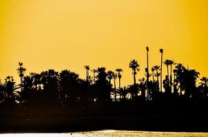 alberi al tramonto foto