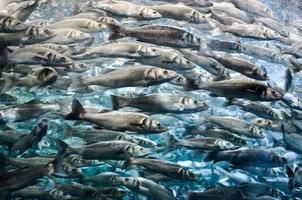 scuola di pesca foto