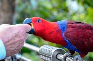 bellissimo rosso pappagallo foto