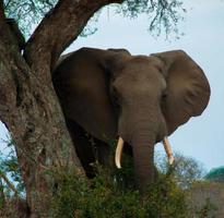 un elefante è in piedi Il prossimo per un' albero e il tronco è pendente contro esso foto