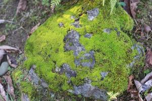 muschio verde sulle rocce a terra per lo sfondo o la trama foto