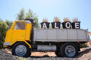 aloe Vera azienda agricola foto