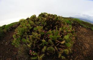 verde cactus cespuglio foto